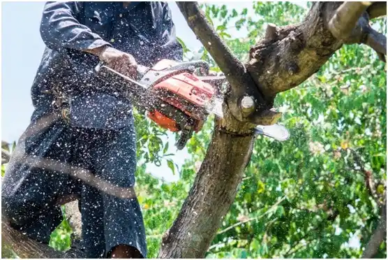 tree services Sandy